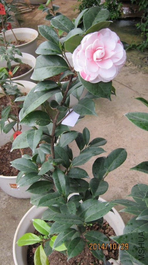 3-ȫò1.JPG
