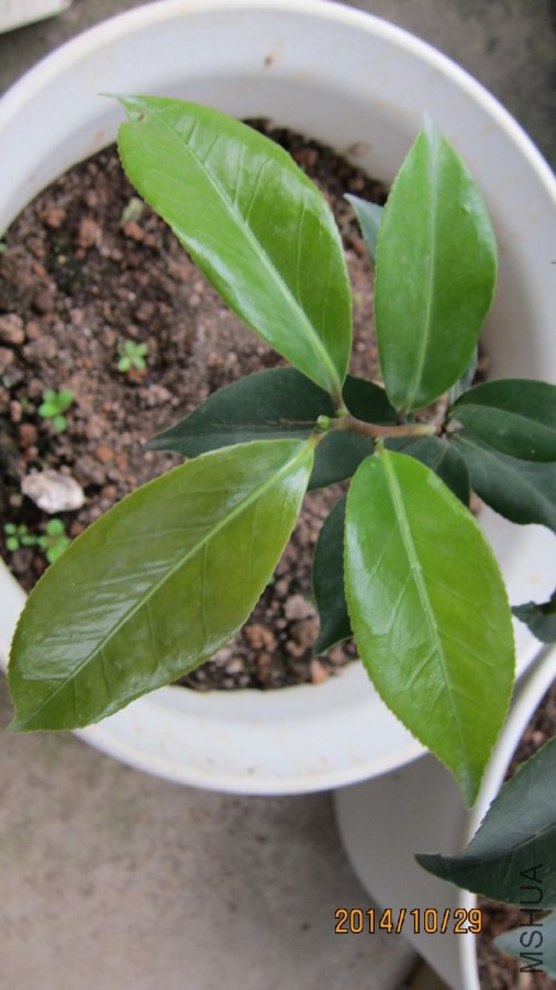 3-Ҷ��2.JPG