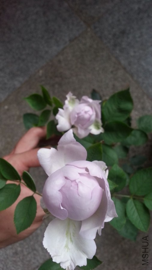20140615_085255_1.jpg
