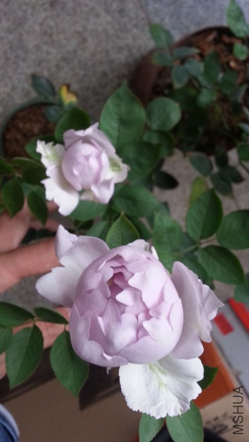 20140615_085752_1.jpg