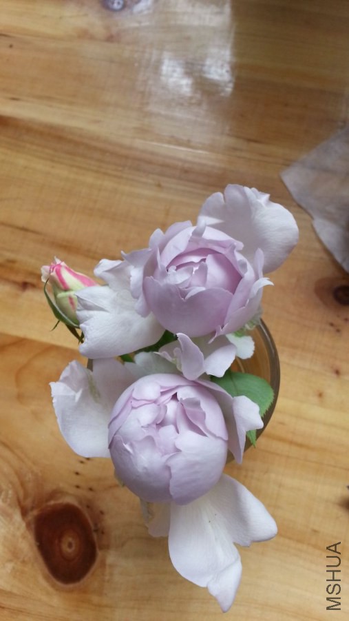 20140615_120953_1.jpg