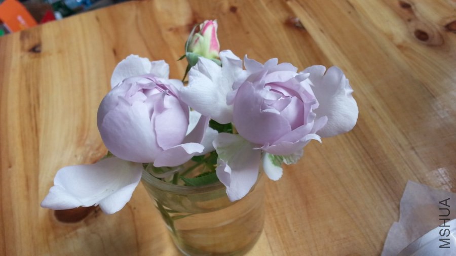 20140615_121048_1.jpg