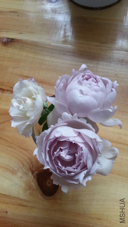 20140617_123026_1.jpg