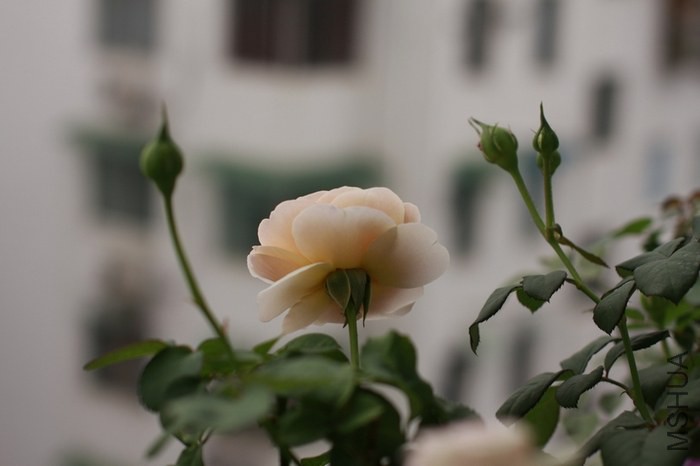 _MG_0217.JPG