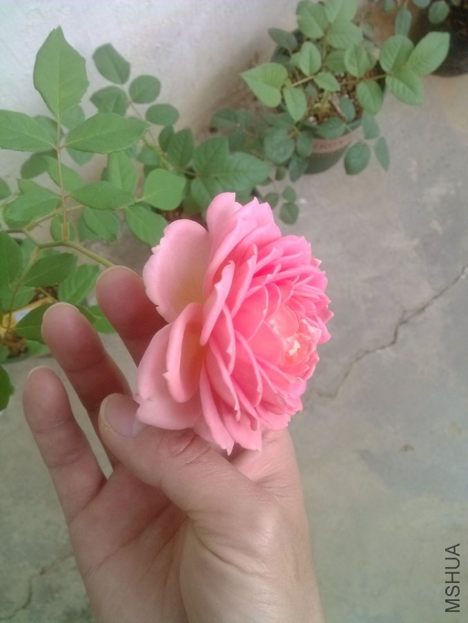 IMG_20141029_101222.jpg