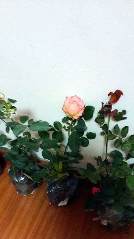 20141030_142139_����.jpg