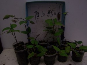 100_9062.jpg