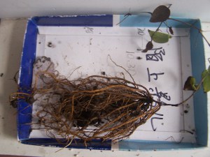 100_9047.jpg