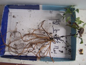 100_9050.jpg