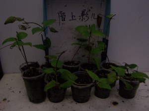 100_9061.jpg