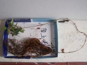 100_9053.jpg