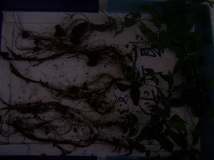 100_9056.jpg
