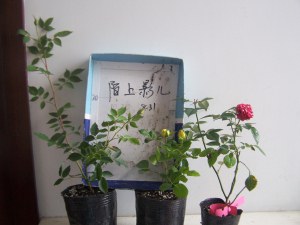 100_9055.jpg