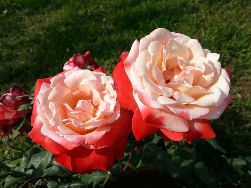 20130601_083336.jpg