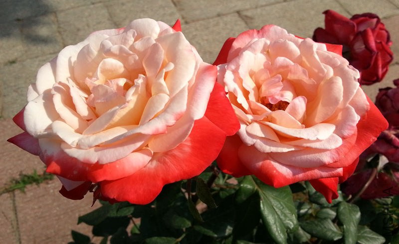 20130601_083416.jpg