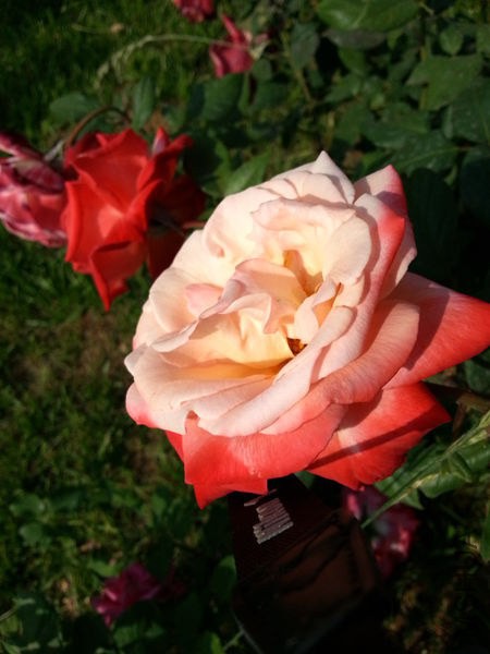 20130601_083346.jpg