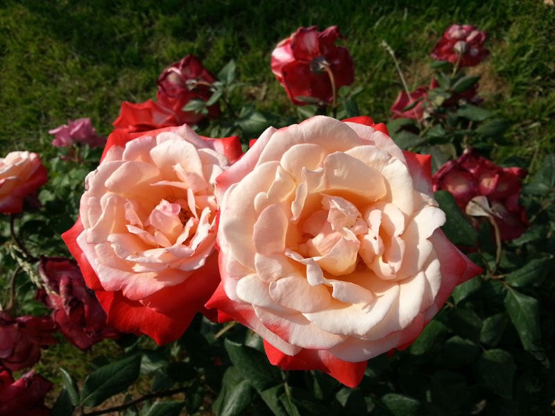 20130601_083444.jpg