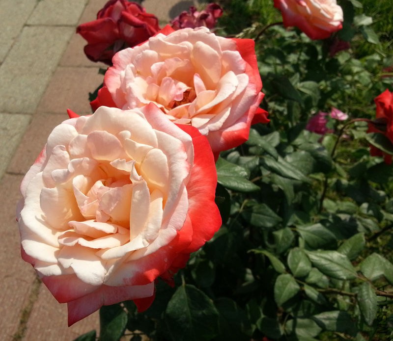 20130601_083429.jpg