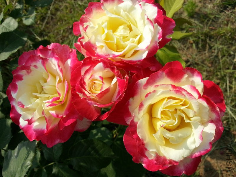 20130601_083658.jpg