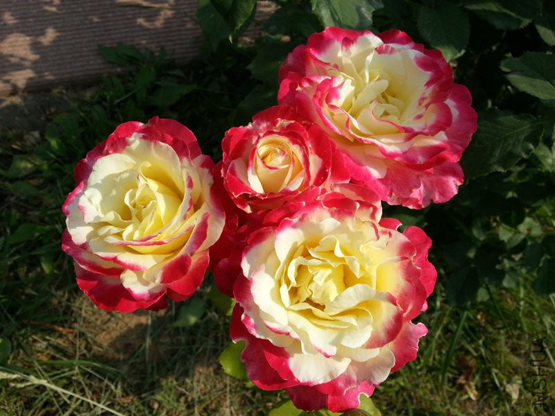 20130601_083707.jpg