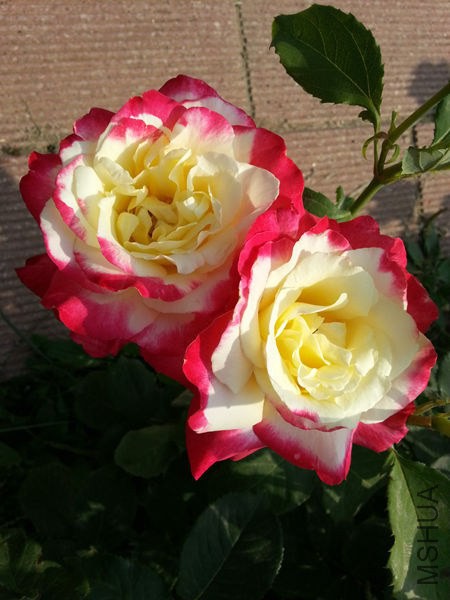 20130601_083652.jpg