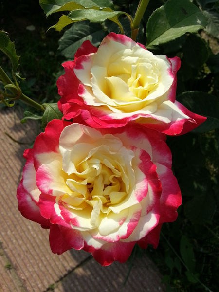 20130601_083644.jpg
