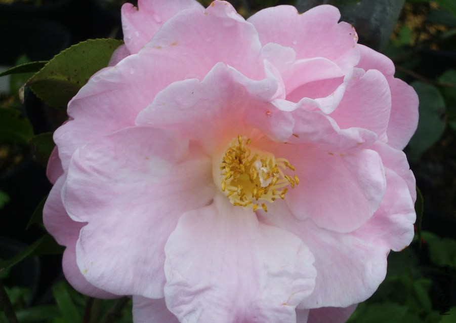 20080411_03ab66d2b4f414f2b415KLlNxjCycGGO.jpg