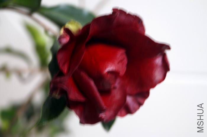 ������С �����ع� DSC02042.JPG