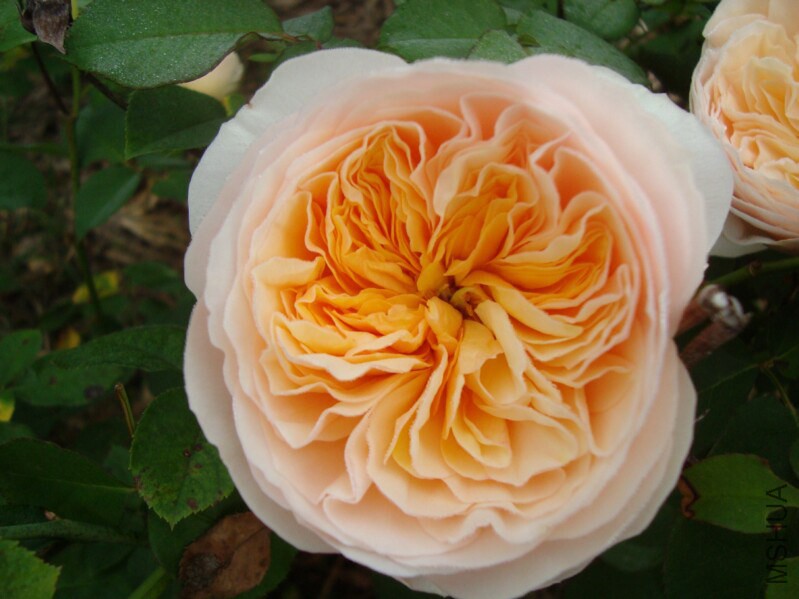 DSC08253.jpg