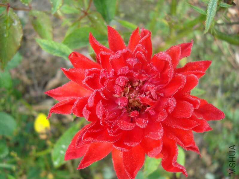 DSC08180.jpg