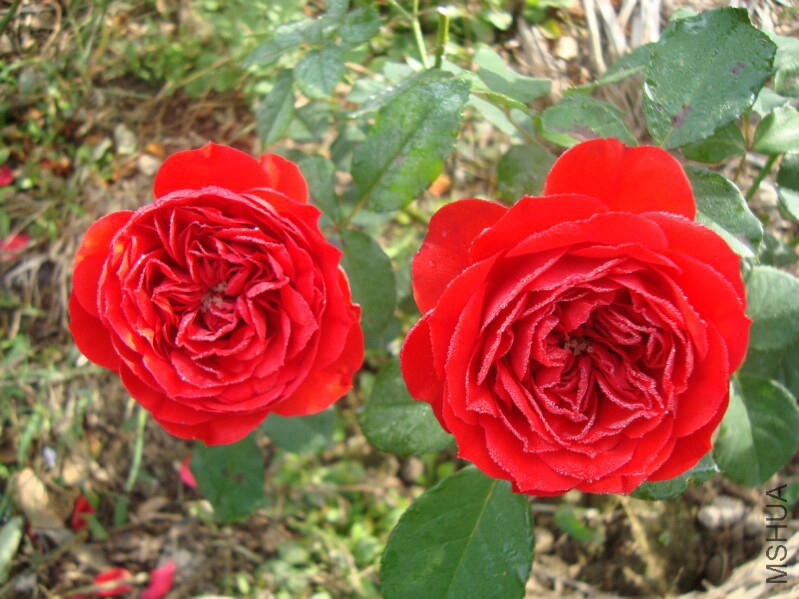 DSC08234.jpg