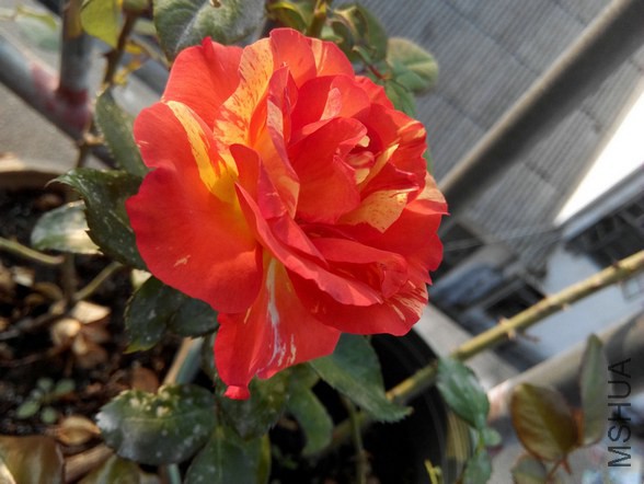 IMG_20141025_074218.jpg