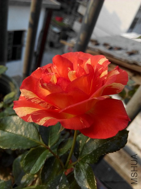IMG_20141025_074258.jpg