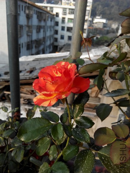 IMG_20141025_074839.jpg