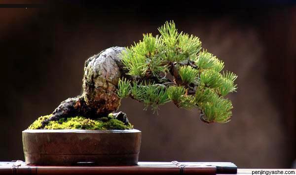 dingjian-penjing-l-11.jpg