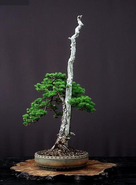 dingjian-penjing-l-45.jpg