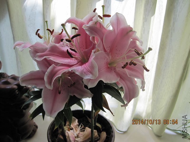 IMG_1511_����.jpg