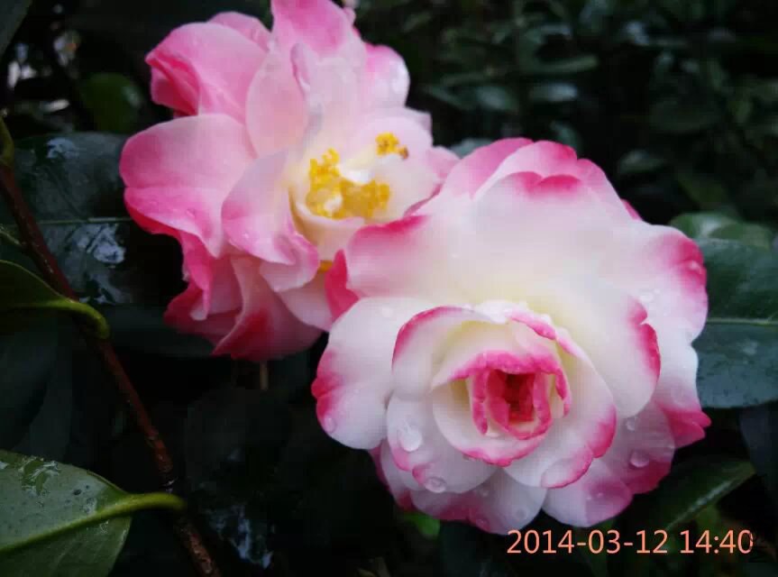 psb (11).jpg