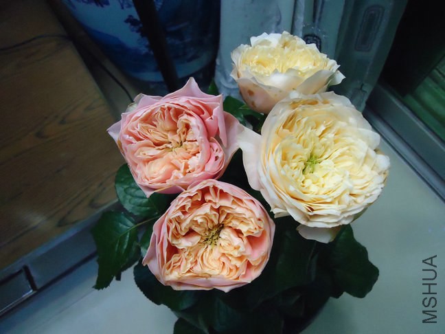 DSC02527.jpg