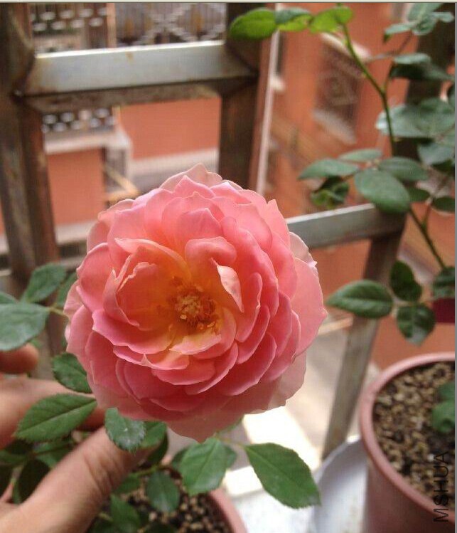 �������