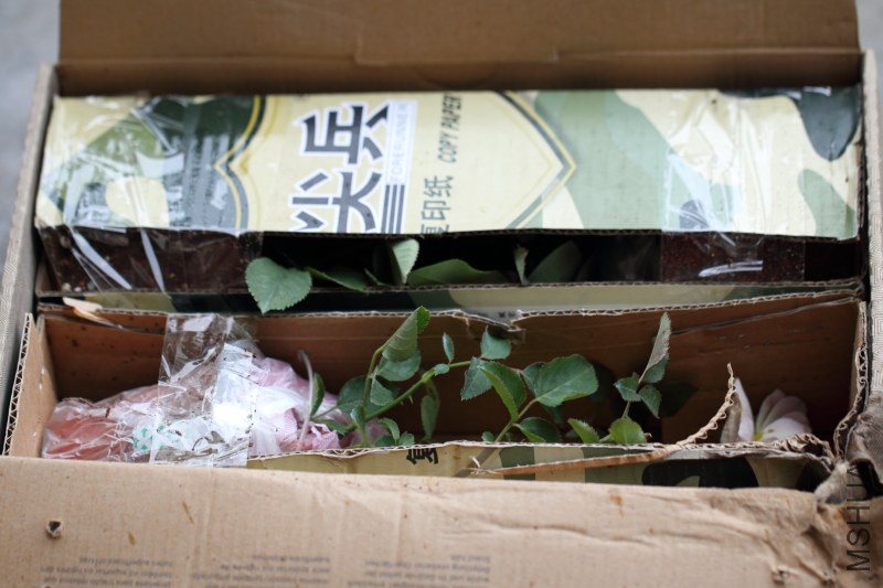 DPP_0807.JPG