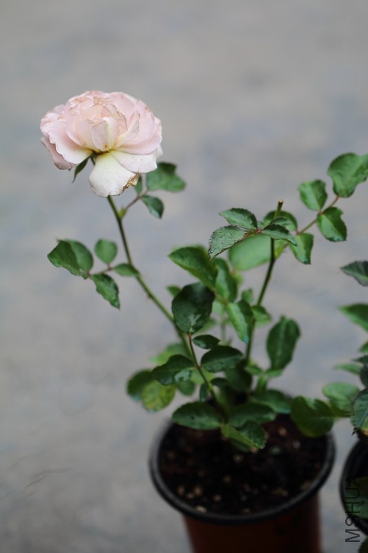DPP_0799.JPG