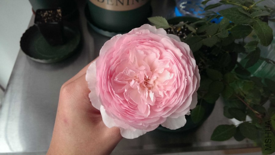 IMAG0336.jpg