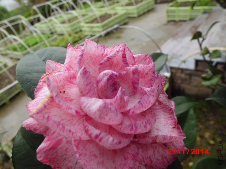 CIMG3944.JPG