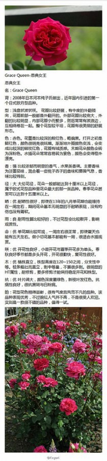 42-Grace Queen-����Ů��.jpg