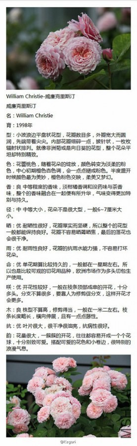 44-William Christie-��������˹͡.jpg