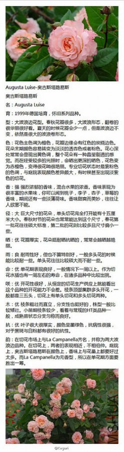 45-Augusta Luise-�¹�˹��·��.jpg