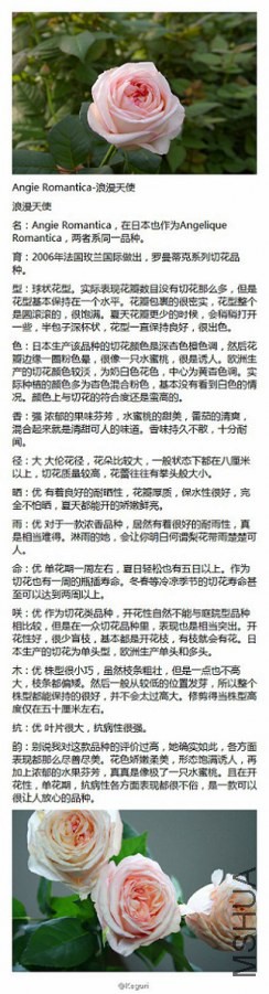 47-Angie Romantica-������ʹ.jpg