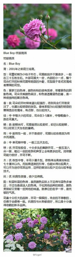 49-Blue Boy-�����к�.jpg