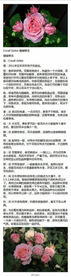 48-Corail Gelee-ɺ������.jpg